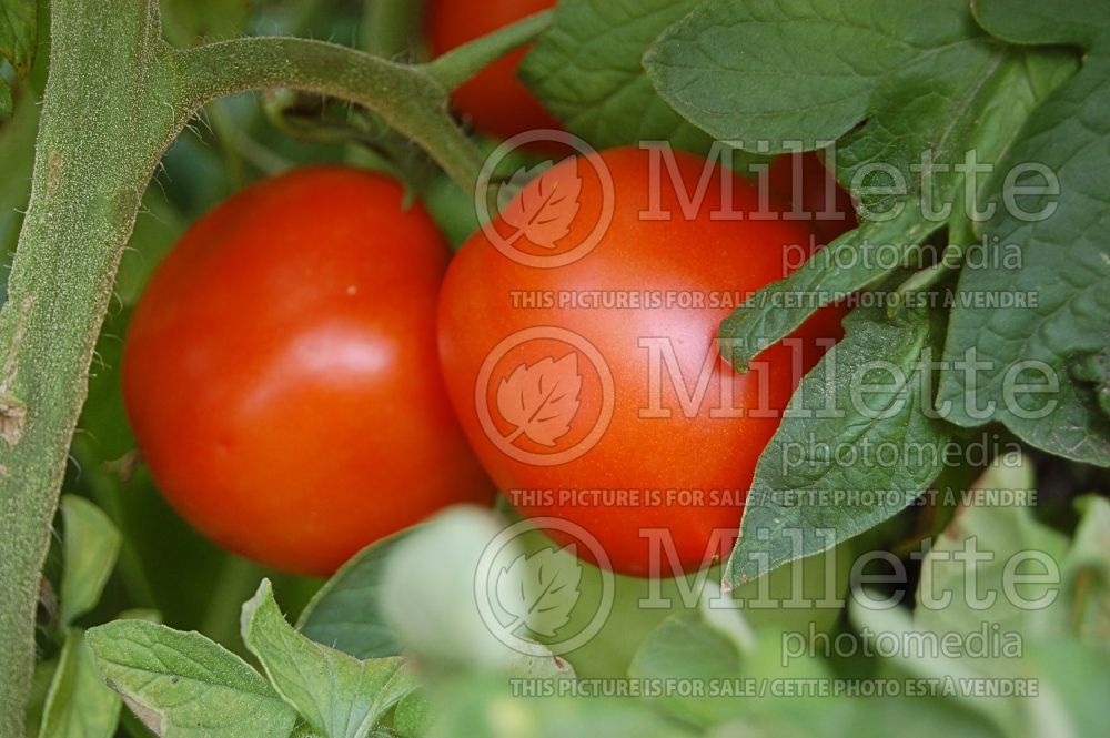 Solanum New Girl (Tomato vegetable - tomate) 1 